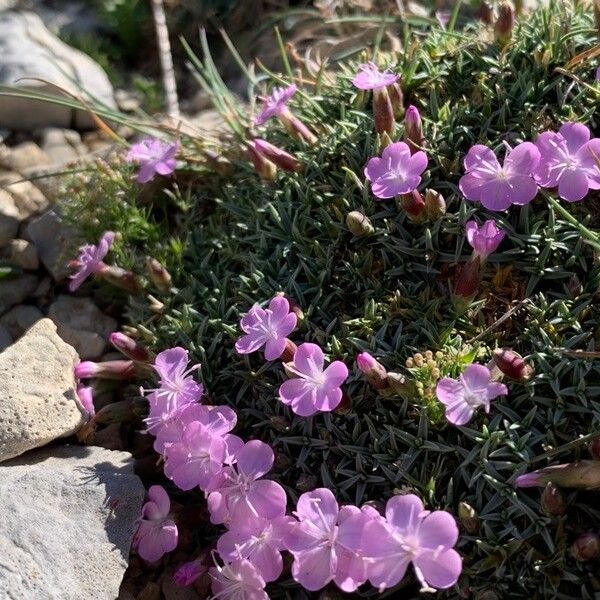 Dianthus subacaulis (Dianthus subacaulis)