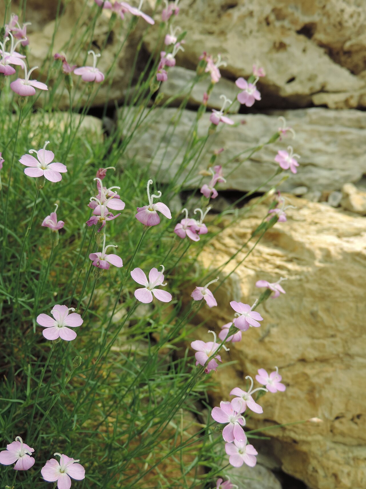 Dianthus subacaulis: Dianthus_subacaulis in Neuer Botanischer Garten der Universität Göttingen
