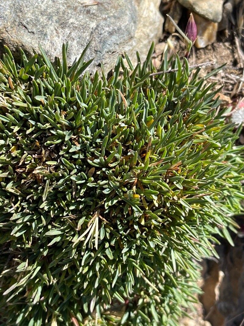 Dianthus subacaulis (Dianthus subacaulis)