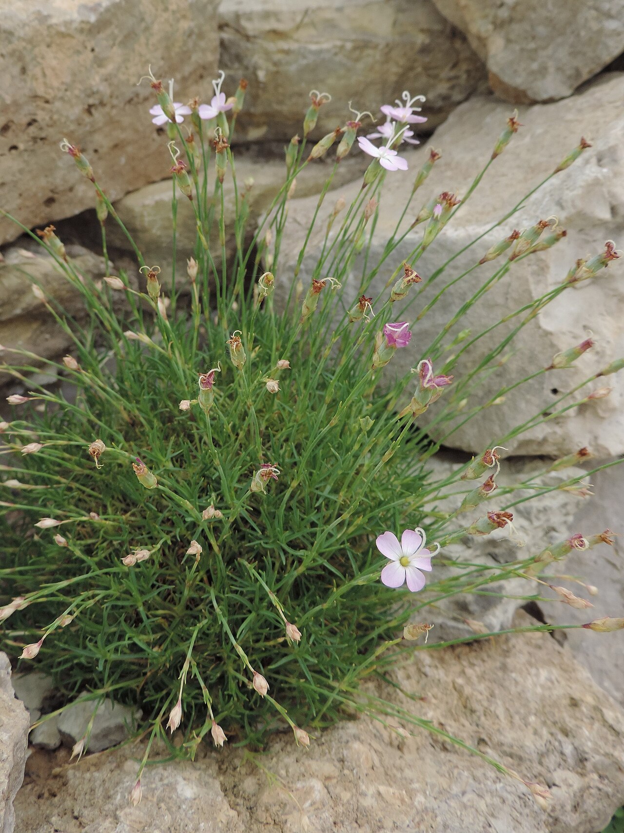 Dianthus subacaulis: Dianthus subacaulis in Neuer Botanischer Garten der Universität Göttingen