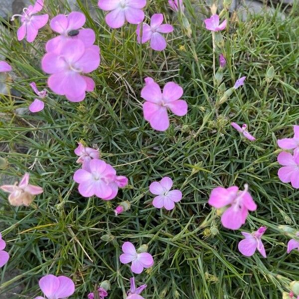 Dianthus subacaulis (Dianthus subacaulis)