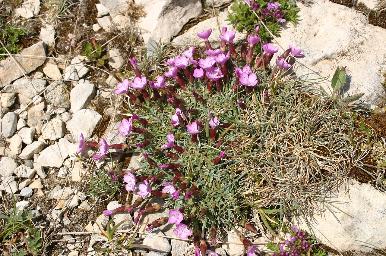 Dianthus subacaulis: Dianthus subacaulis: Flowers and foliage