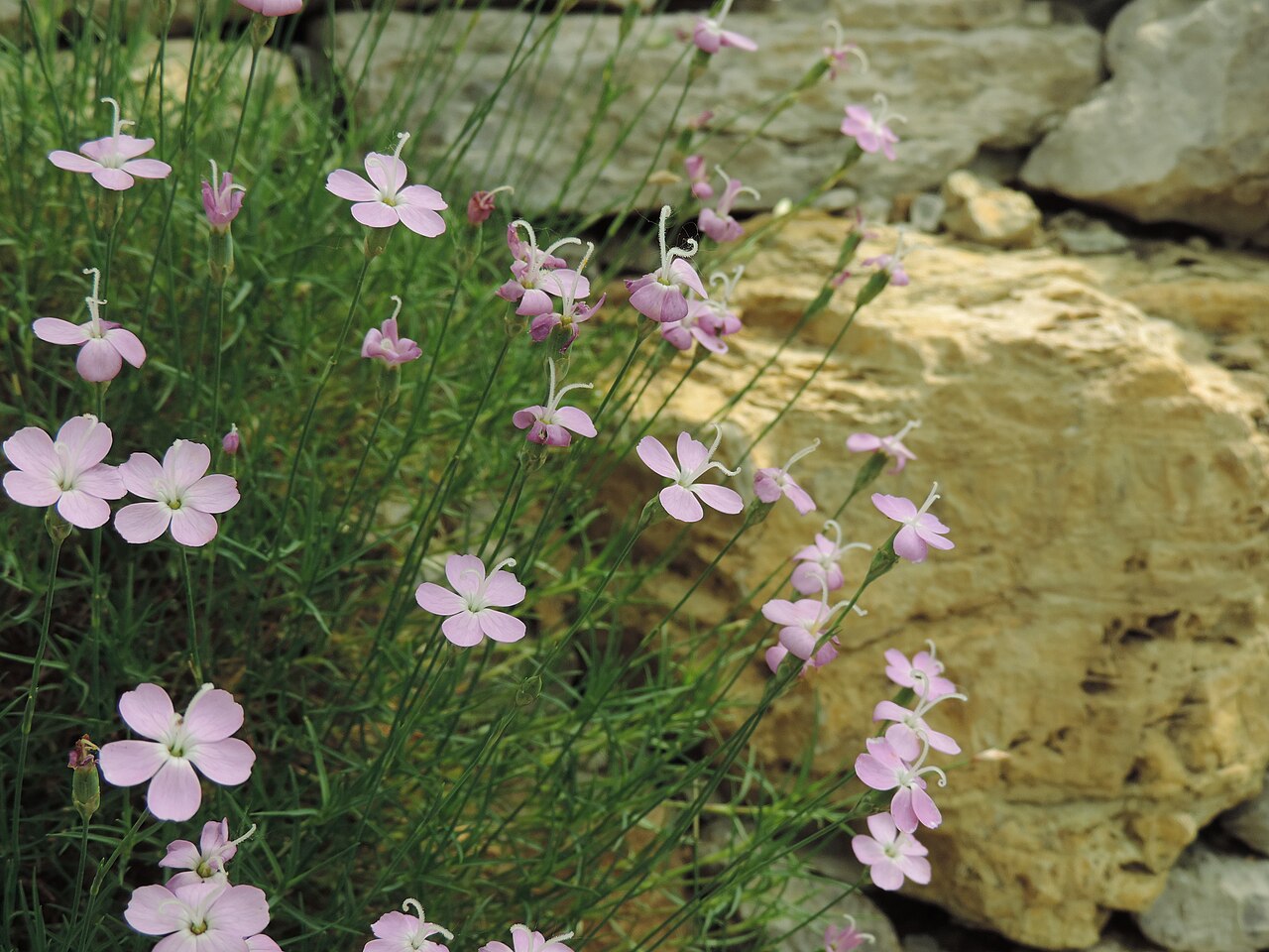 Dianthus subacaulis: Dianthus_subacaulis in Neuer Botanischer Garten der Universität Göttingen