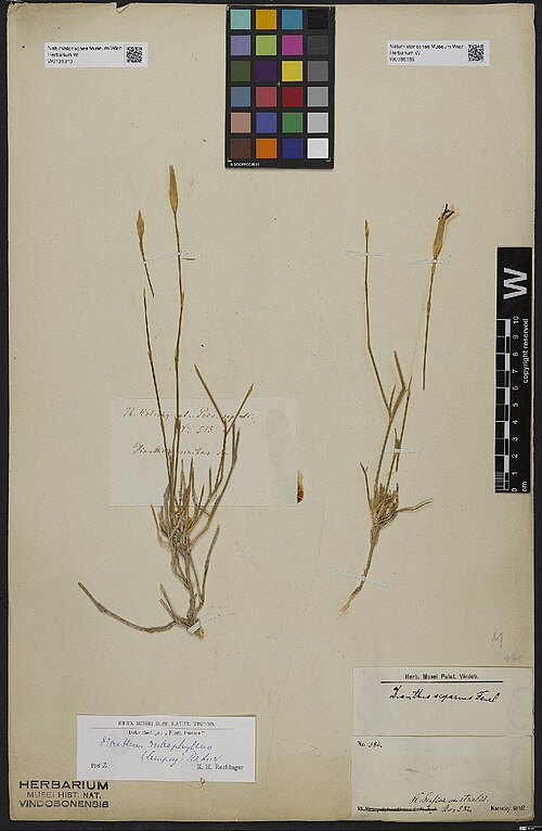 Dianthus subaphyllus: Dianthus subaphyllus — Herbarium specimen from Persia septentrionalis., Iran. Collected by Anonymous collector 515. Recorded in GBIF occurrence 3398343314 .