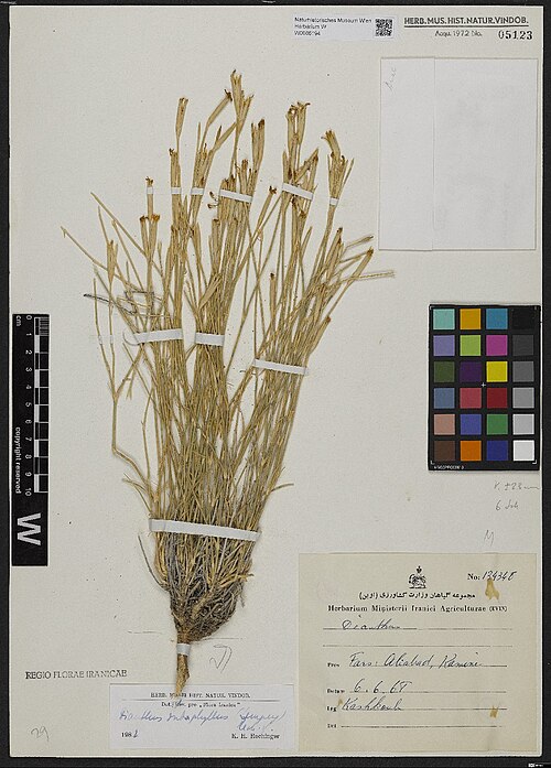 Dianthus subaphyllus: Dianthus subaphyllus — Herbarium specimen from Fars, Aliabad [= Aliabad Rural District], Kamine[?], Iran. Collected by Kashkouli 13434-E (1968-06-06). Recorded 