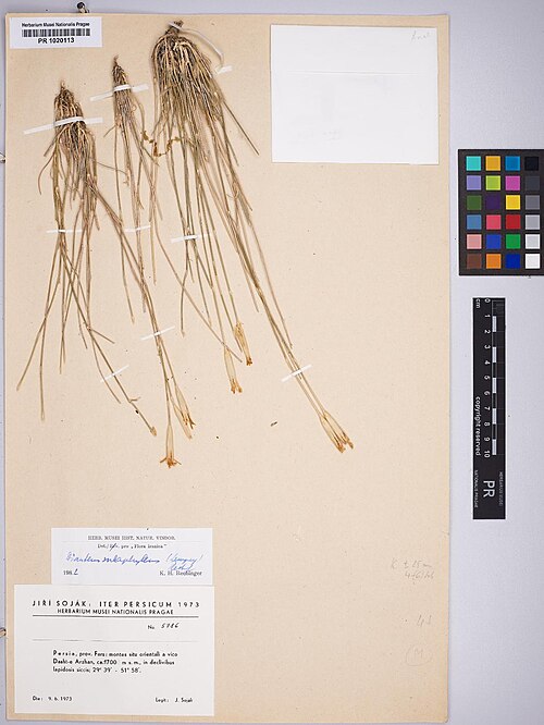 Dianthus subaphyllus: Dianthus subaphyllus — Herbarium specimen from Persia, prov. Fars, montes situ orientali a vico Dasht-e Arzhan, c. 1700 m, in declivibus lapidosis siccis, 29°39