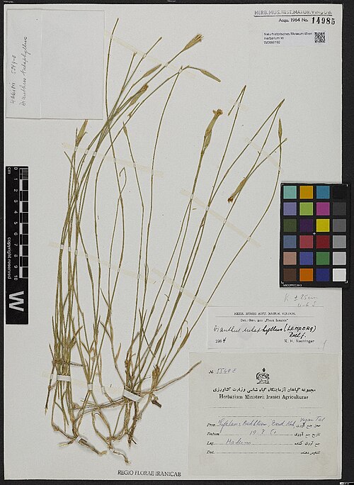 Dianthus subaphyllus: Dianthus subaphyllus — Herbarium specimen from . Esfahan [= Prov. Isfahan (Eşfahān)], Bakthari, Zard Kuh [= (Zard-e Kuh-e Bakhtiari, Prov. Tschahār Mahāl & Bach