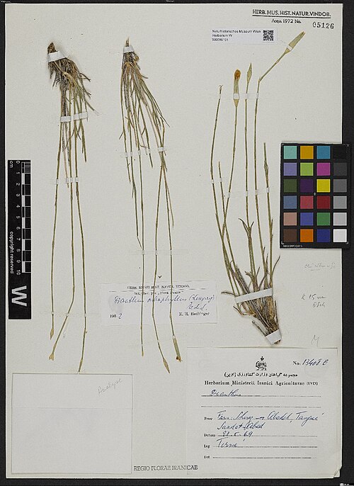 Dianthus subaphyllus: Dianthus subaphyllus — Herbarium specimen from Fars, Shiraz --> Abadeh, Tangué. Saadat-Abad [= Sa'adat Abad]., Iran. Collected by Termé,F. 13408 E (1969-05-28).