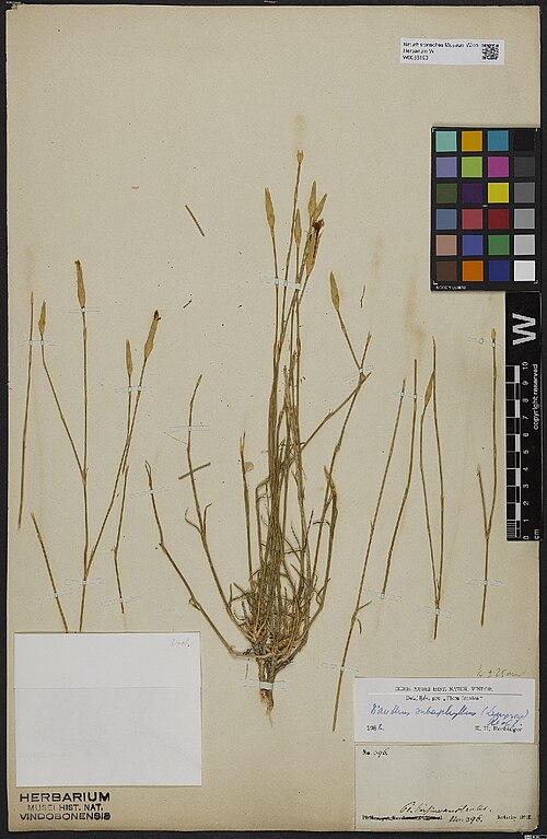 Dianthus subaphyllus: Dianthus subaphyllus — Herbarium specimen from Pl. Persiae australis., Iran. Collected by Kotschy,C.G.T. 396 (1842). Recorded in GBIF occurrence 3398336308 .
