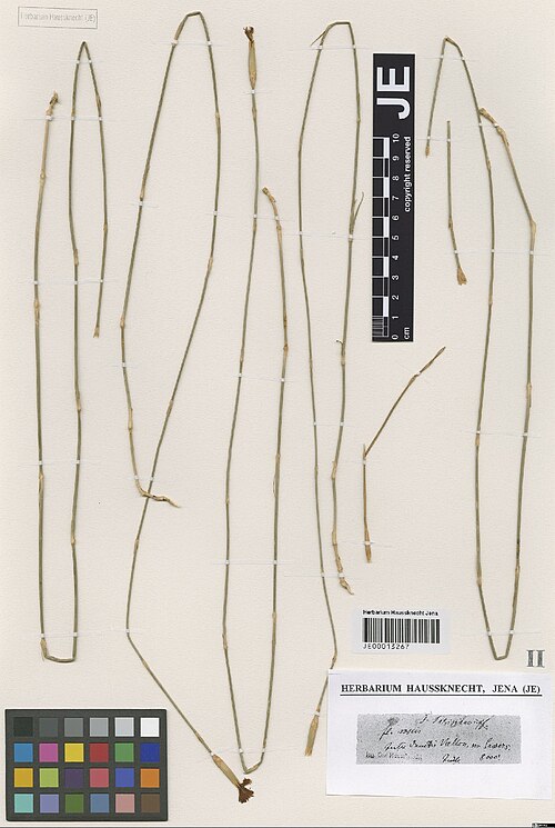 Dianthus subaphyllus: Dianthus subaphyllus — Herbarium specimen from Inter dumetis Vallon, m. Sawers. 8000', Iran. Collected by Haussknecht,H.K. (1868-07). Recorded in GBIF occurrenc