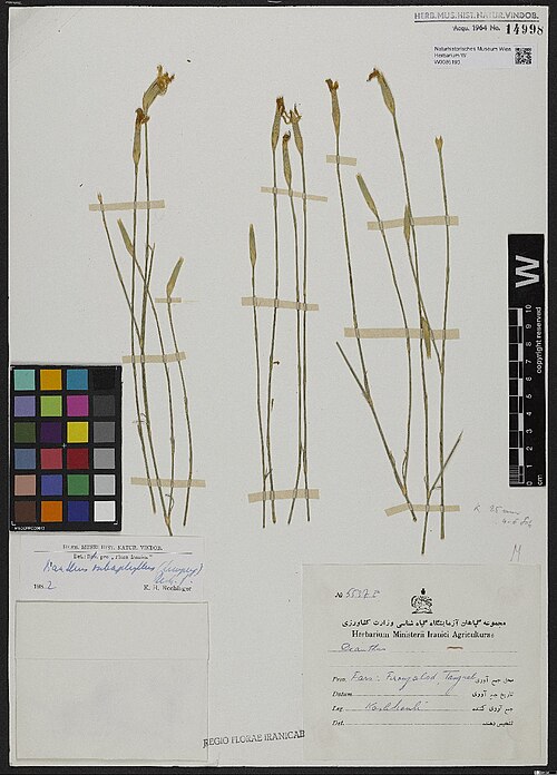 Dianthus subaphyllus: Dianthus subaphyllus — Herbarium specimen from [Iran] Prov. Fars, Firuzabad [= Firuzābād], Tanguab., Iran. Collected by Kashkouli Herbarium Ministerii Iranici A