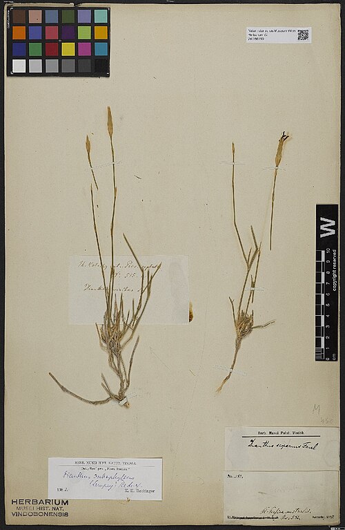 Dianthus subaphyllus: Dianthus subaphyllus — Herbarium specimen from Pl. Persiae australis., Iran. Collected by Kotschy,C.G.T. 582 (1842). Recorded in GBIF occurrence 3398332309 .