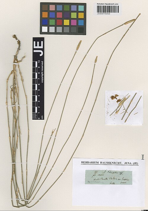 Dianthus subaphyllus: Dianthus subaphyllus — Herbarium specimen from Inter dumetis Vallon, m. Sawers. 8000', Iran. Collected by Haussknecht,H.K. (1868-07). Recorded in GBIF occurrenc