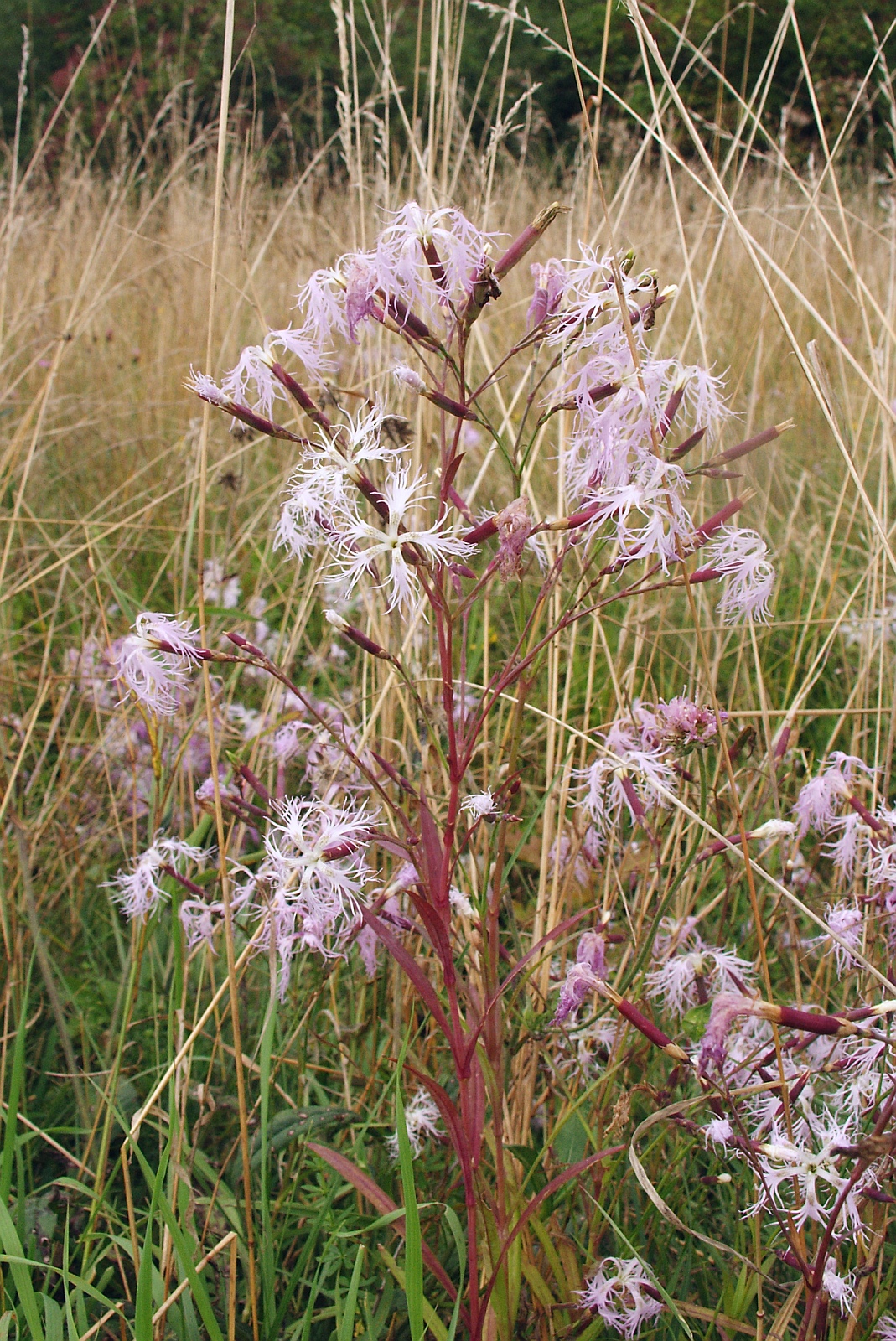 Fringed pink: Dianthus superbus , northern Baden-Württemberg , Germany