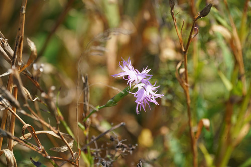 Fringed pink (Dianthus superbus)