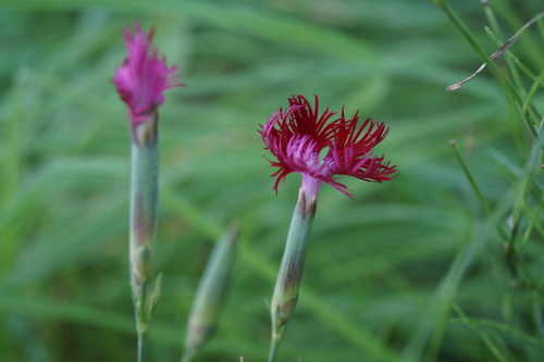 Fringed pink (Dianthus superbus)
