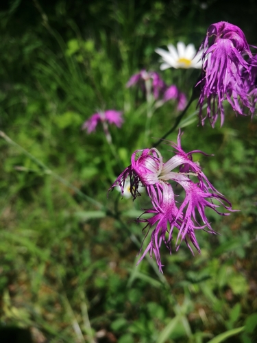 Fringed pink (Dianthus superbus)