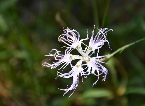 Fringed pink (Dianthus superbus)