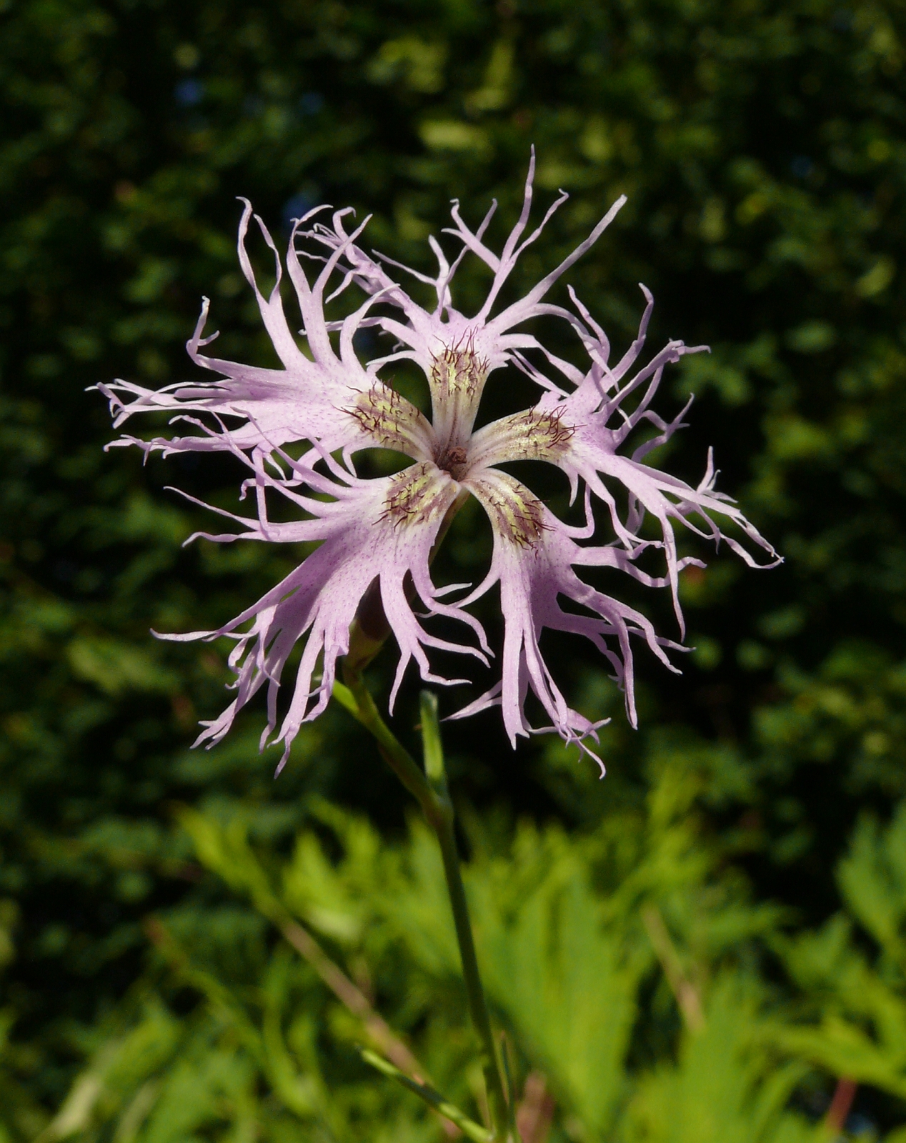 Fringed pink: Dianthus superbus , Hohenlohe, Germany
