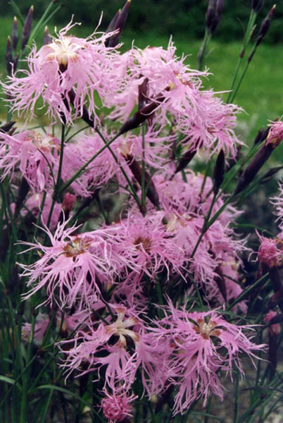 Fringed pink: Dianthus superbus