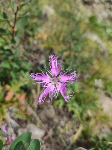 Fringed pink (Dianthus superbus)
