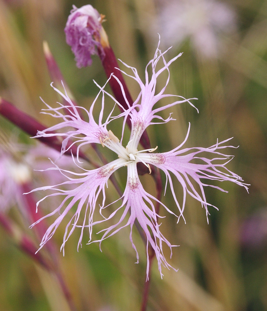 Fringed pink: Dianthus superbus , Hohenloher Land, Germany