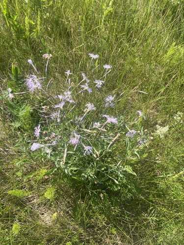 Fringed pink (Dianthus superbus)