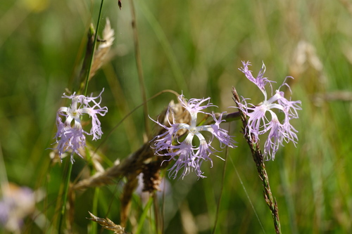 Fringed pink (Dianthus superbus)