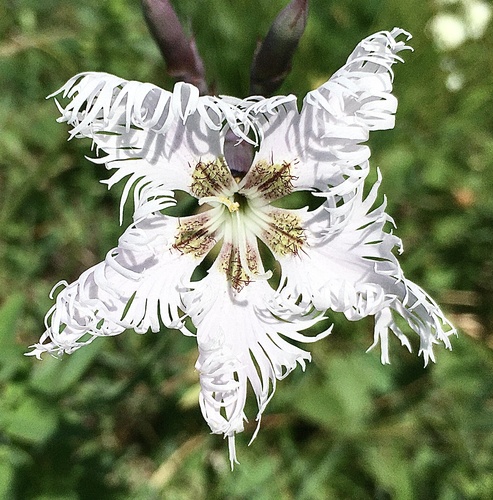 Fringed pink (Dianthus superbus)