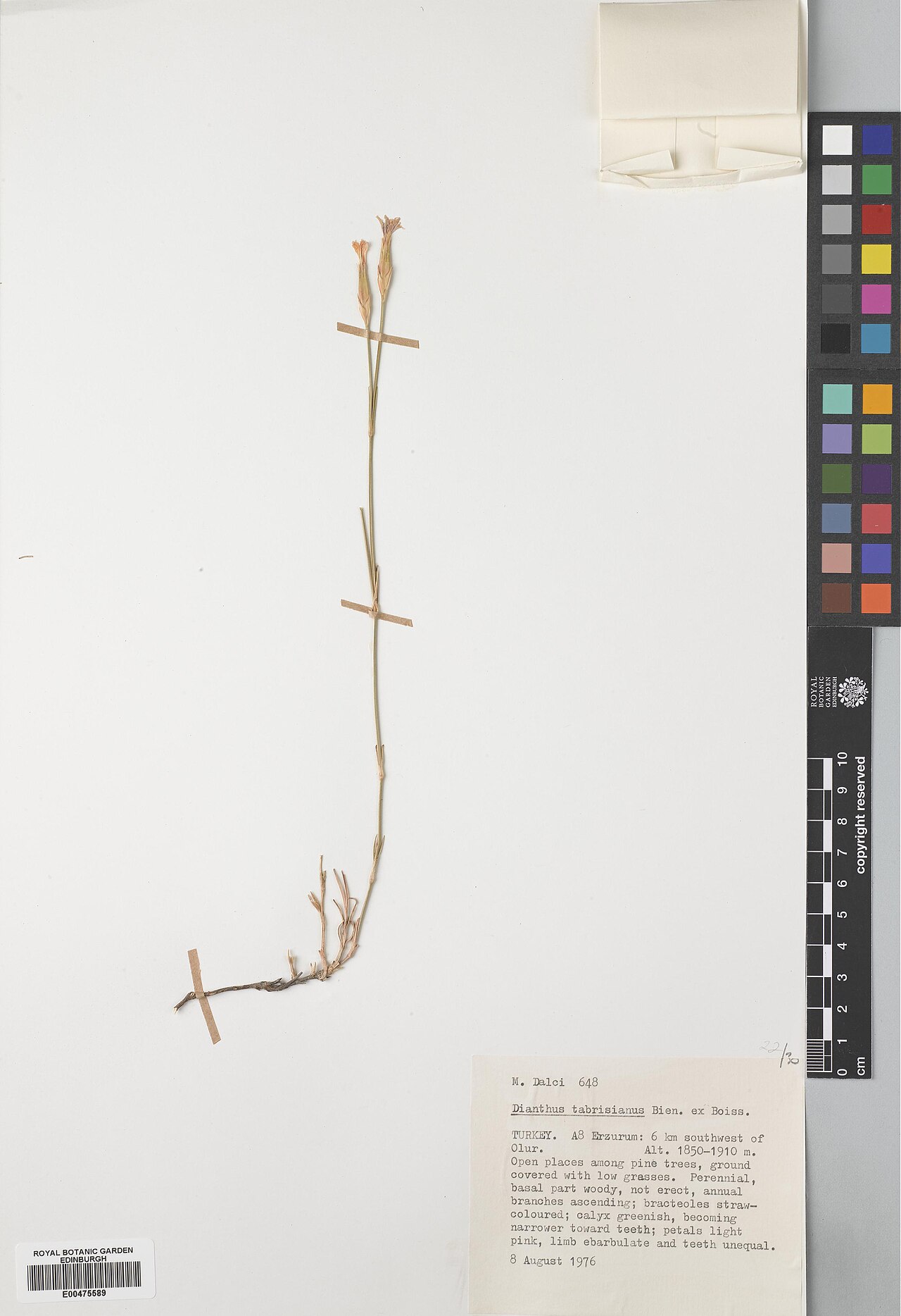 Dianthus tabrisianus: Dianthus tabrisianus — Herbarium specimen from Turkey, Erzurum, 6 km SW of Olur, Türkiye. Collected by Dalci, M. (1976-08-08). Recorded in GBIF occurrence 57468