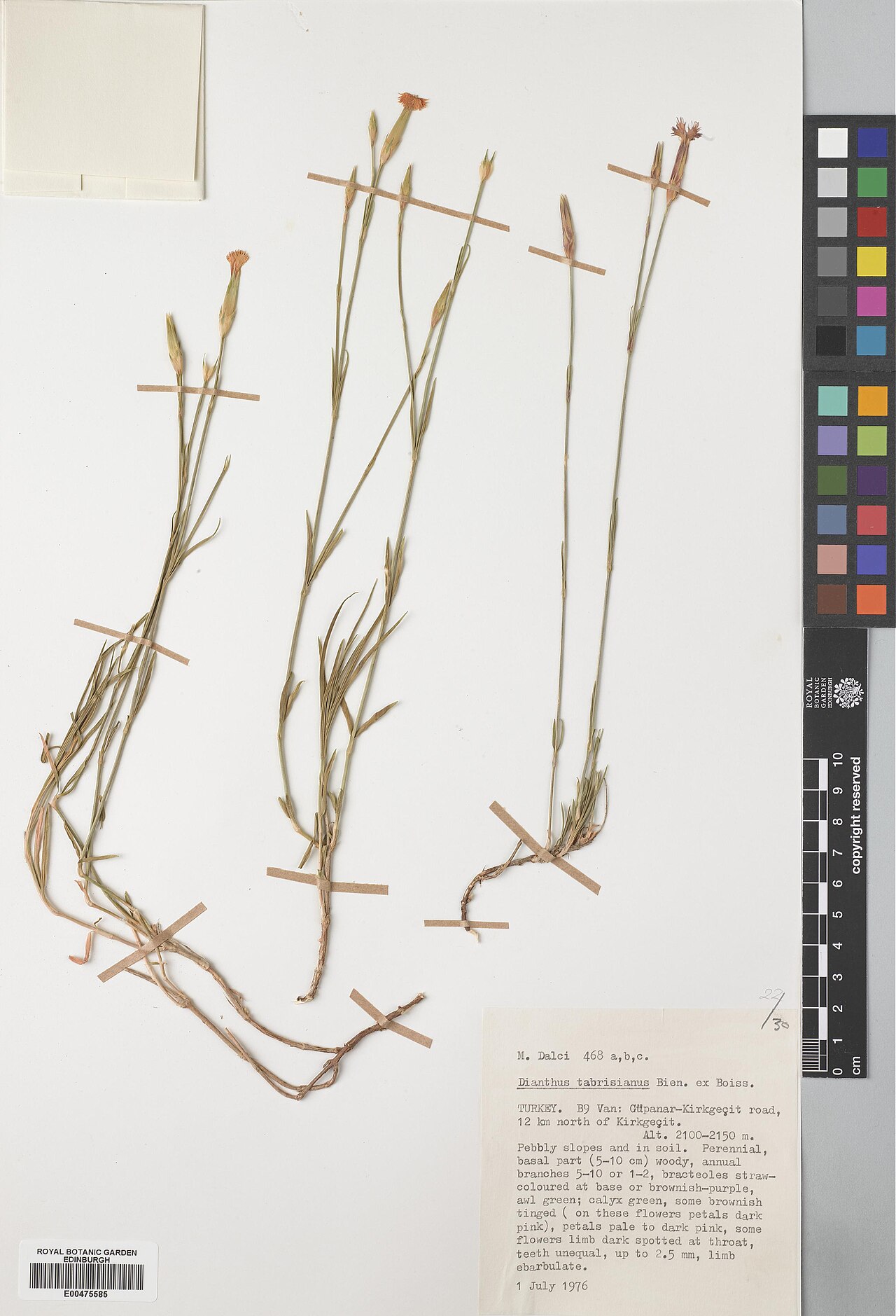 Dianthus tabrisianus: Dianthus tabrisianus — Herbarium specimen from Turkey, Van, Güpanar-Kirkgeçit road, 12 km N of Kirkgeçit, Türkiye. Collected by Dalci, M. (1976-07-01). Recorded
