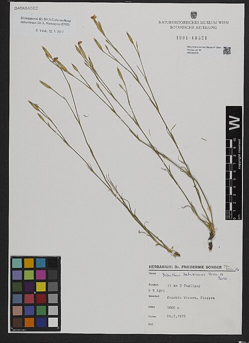 Dianthus tabrisianus: Dianthus tabrisianus — Herbarium specimen from [Türkei,] B9 Ağri, 19 km E Taşliçay, 1800 m ., Türkiye. Collected by Sorger,F. 78-104-10 (1978-07-24). Recorded i