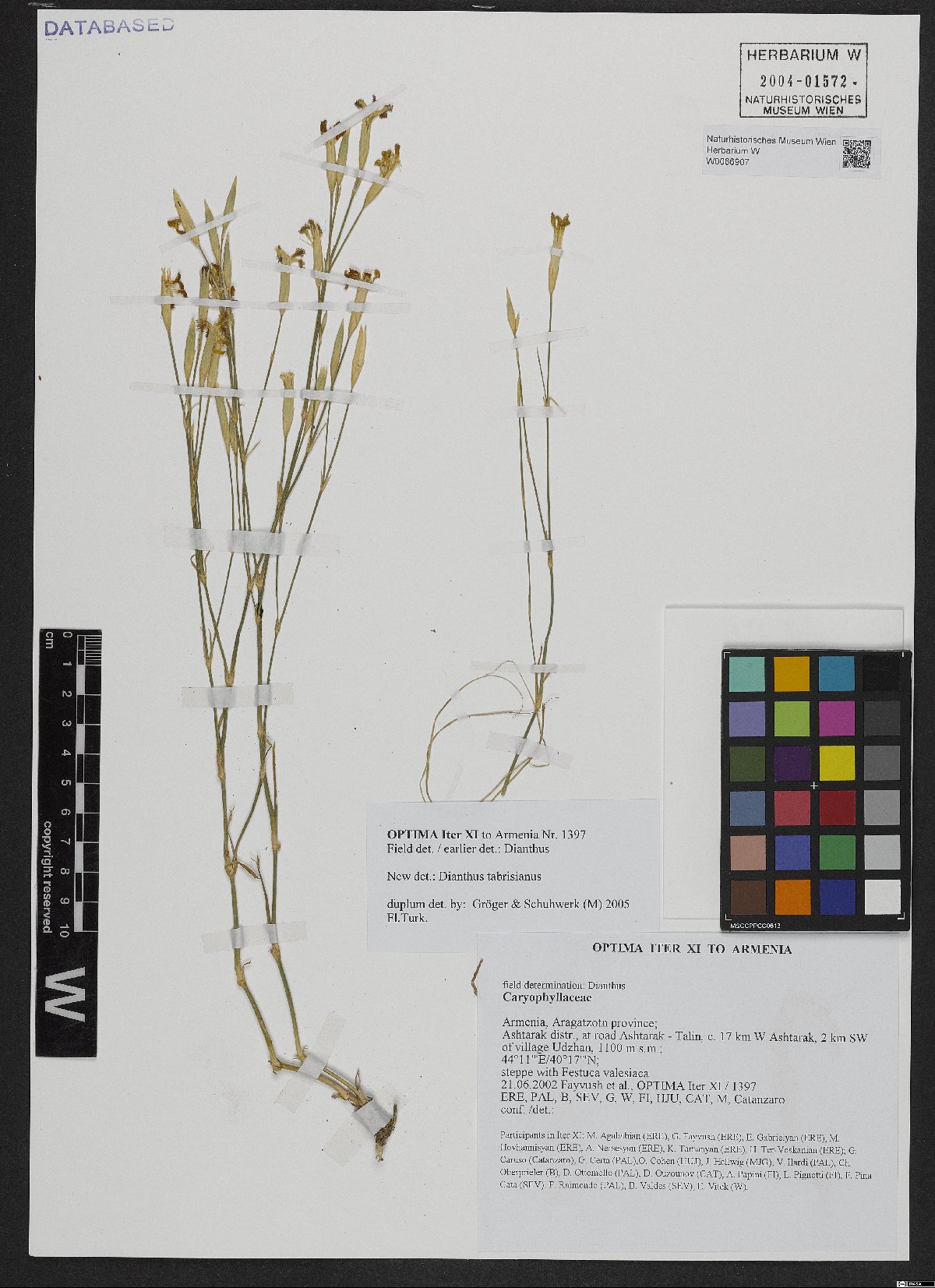 Dianthus tabrisianus: Dianthus tabrisianus — Herbarium specimen from Aragatzotn province, Ashtarak distr., at road Ashtarak - Talin, c. 17 km W Ashtarak, 2 km SW of village Udzhan, A