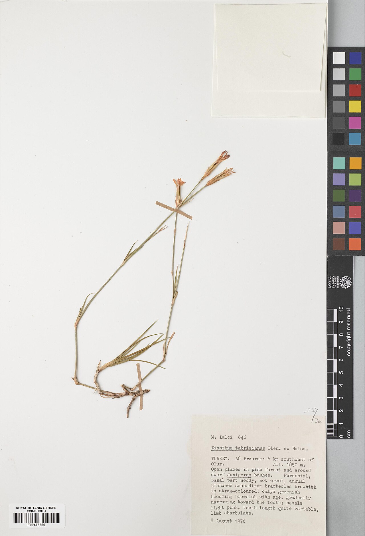 Dianthus tabrisianus: Dianthus tabrisianus — Herbarium specimen from Turkey, Erzurum, 6 km southwest of Olur, Türkiye. Collected by Dalci, M. (1976-08-08). Recorded in GBIF occurrenc
