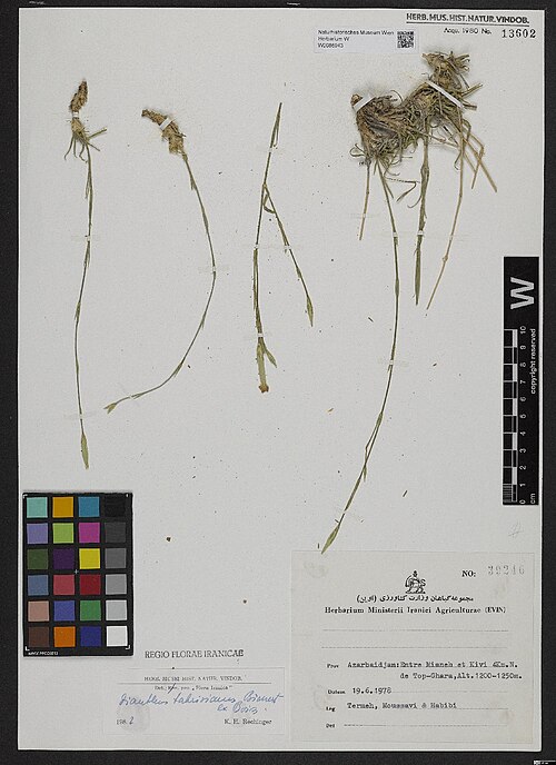 Dianthus tabrisianus: Dianthus tabrisianus — Herbarium specimen from [Iran,] Azerbaidjan, Entre Mianeh [= ad Āzārbāyǧān-e Šarqī] et Kivi, 4 km N de Top-Ghara; 1200-1250 m., Iran. Col