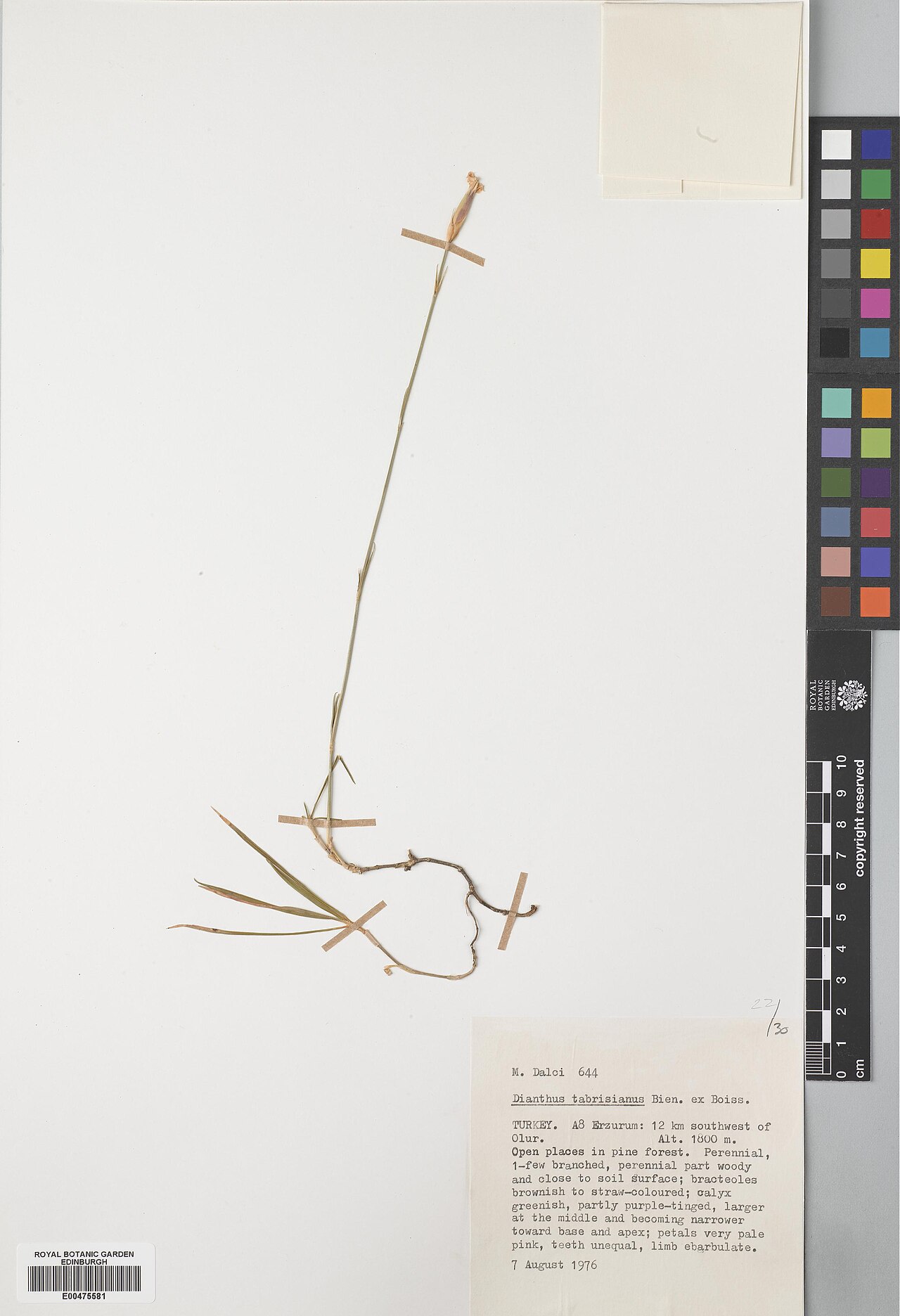 Dianthus tabrisianus: Dianthus tabrisianus — Herbarium specimen from Turkey, Erzurum, 12 km SW of Olur, Türkiye. Collected by Dalci, M. (1976-08-07). Recorded in GBIF occurrence 5747