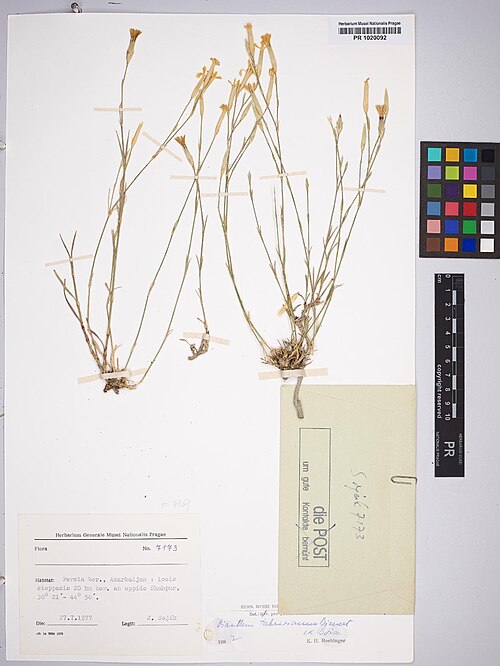 Dianthus tabrisianus: Dianthus tabrisianus — Herbarium specimen from Persia bor., Azarbaijan, ca. 25 km versus austro-orient. ab oppido Shahpur (prope lacum Rezayeh), Iran. Collected