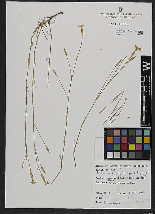 Dianthus tabrisianus: Dianthus tabrisianus — Herbarium specimen from Türkei, B9 Van. ca 60 km N Van, 3 km E des See-Ufers; 1750 m., Türkiye. Collected by Sorger,F. & Buchner,P. 82-42