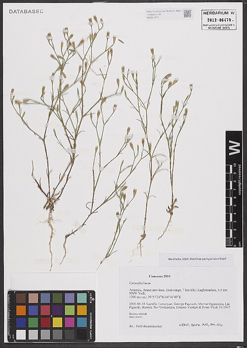 Dianthus tabrisianus: Dianthus tabrisianus — Herbarium specimen from Ararat province, Erah range, 7 km ESE Kaghtsrashen, 5.5 km NNW Vedi, Armenia. Collected by Tamanyan,K. [Թամանյան,