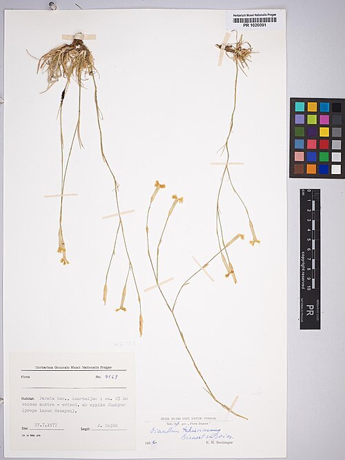 Dianthus tabrisianus: Dianthus tabrisianus — Herbarium specimen from Persia bor., Azarbaijan, ca. 25 km versus austro-orient. ab oppido Shahpur (prope lacum Rezayeh), Iran. Collected