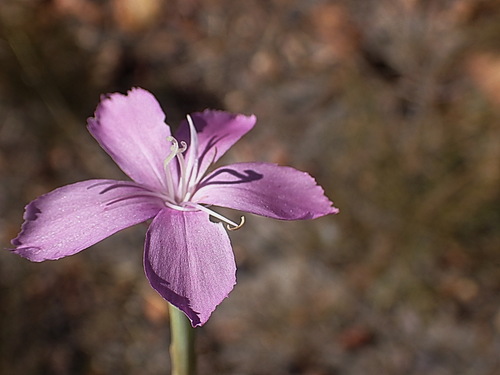 Dianthus thunbergii (Dianthus thunbergii)