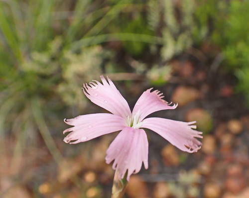 Dianthus thunbergii (Dianthus thunbergii)