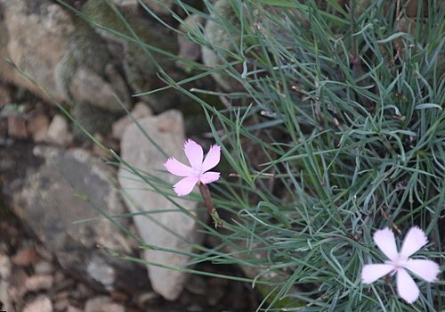 Dianthus thunbergii: Dianthus thunbergii - Western Cape SA