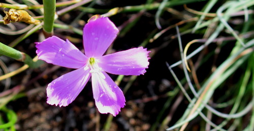 Dianthus thunbergii (Dianthus thunbergii)