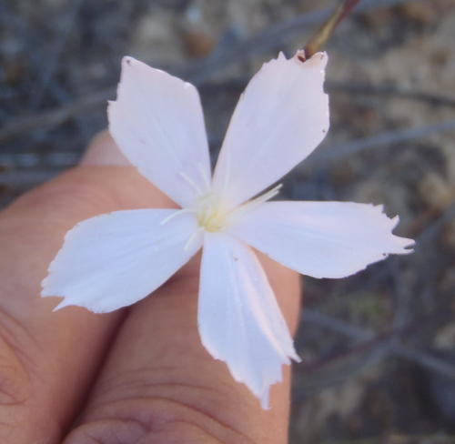 Dianthus thunbergii (Dianthus thunbergii)
