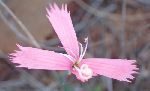 Dianthus thunbergii (Dianthus thunbergii)