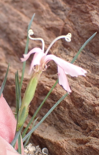 Dianthus thunbergii (Dianthus thunbergii)