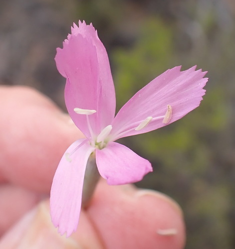 Dianthus thunbergii (Dianthus thunbergii)