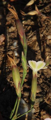 Dianthus thunbergii (Dianthus thunbergii)