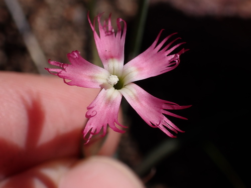 Dianthus thunbergii (Dianthus thunbergii)